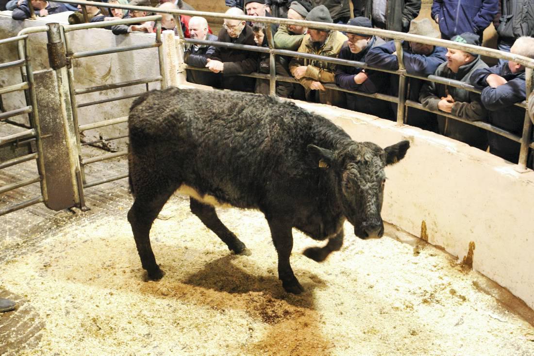 Cattle prices: Sales finishing strongly in Dowra Mart