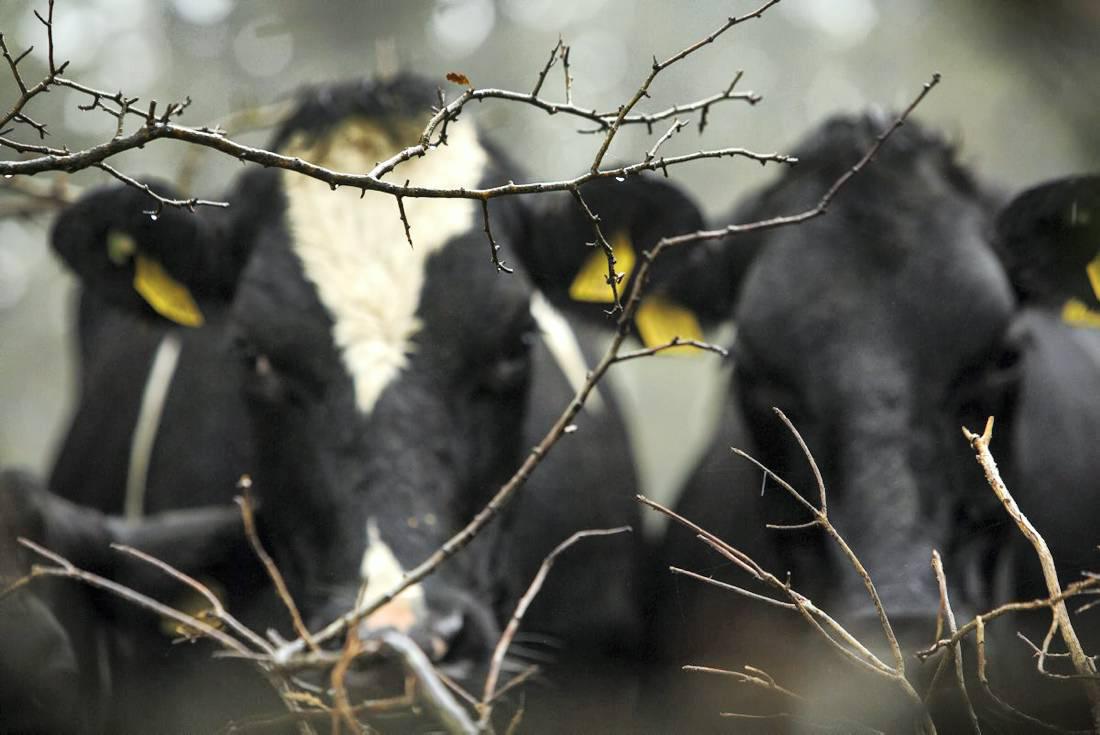 International dairy markets continue to suffer from low prices - Rabobank International dairy markets continue to suffer from low prices - Rabobank