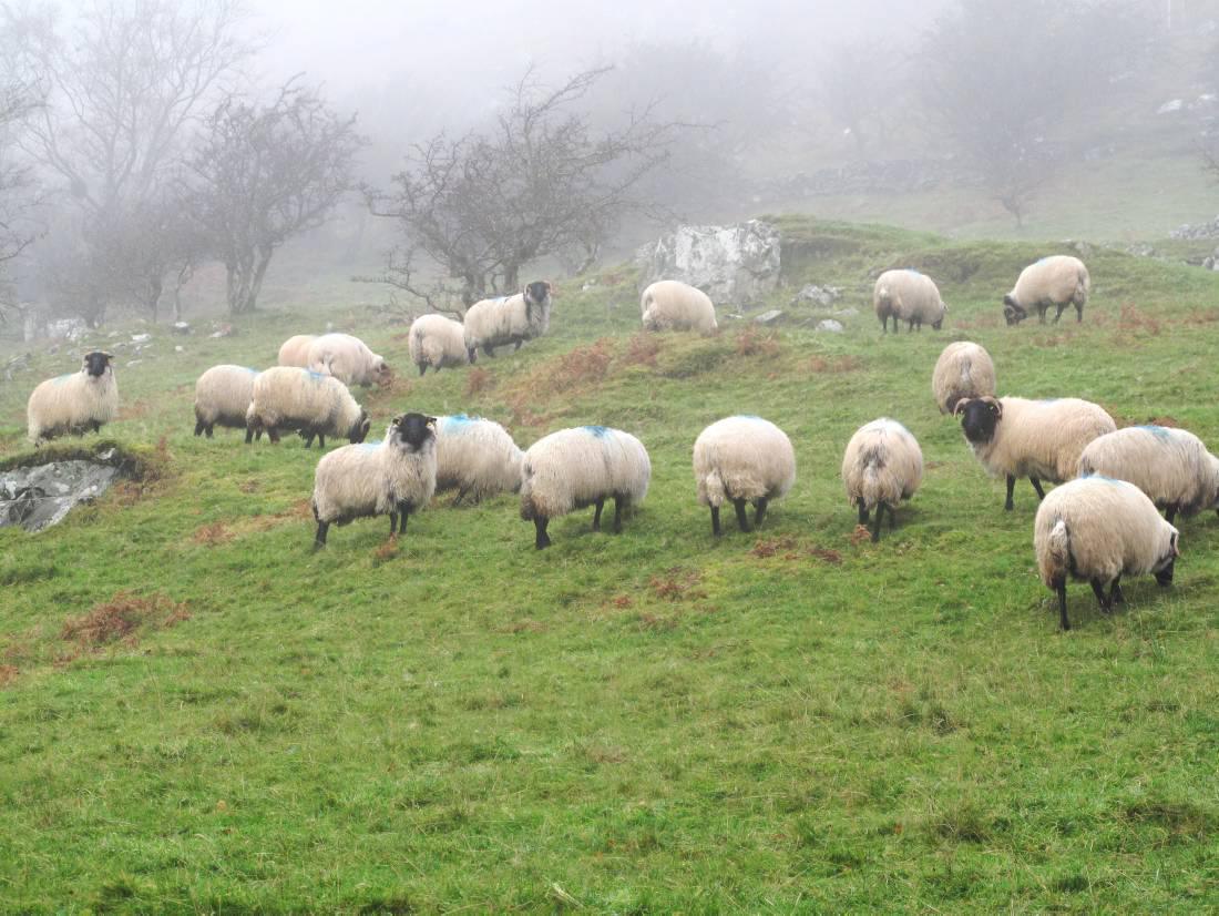 Over 7,000 farmers waiting for disadvantaged area payment Over 7,000 farmers waiting for disadvantaged area payment