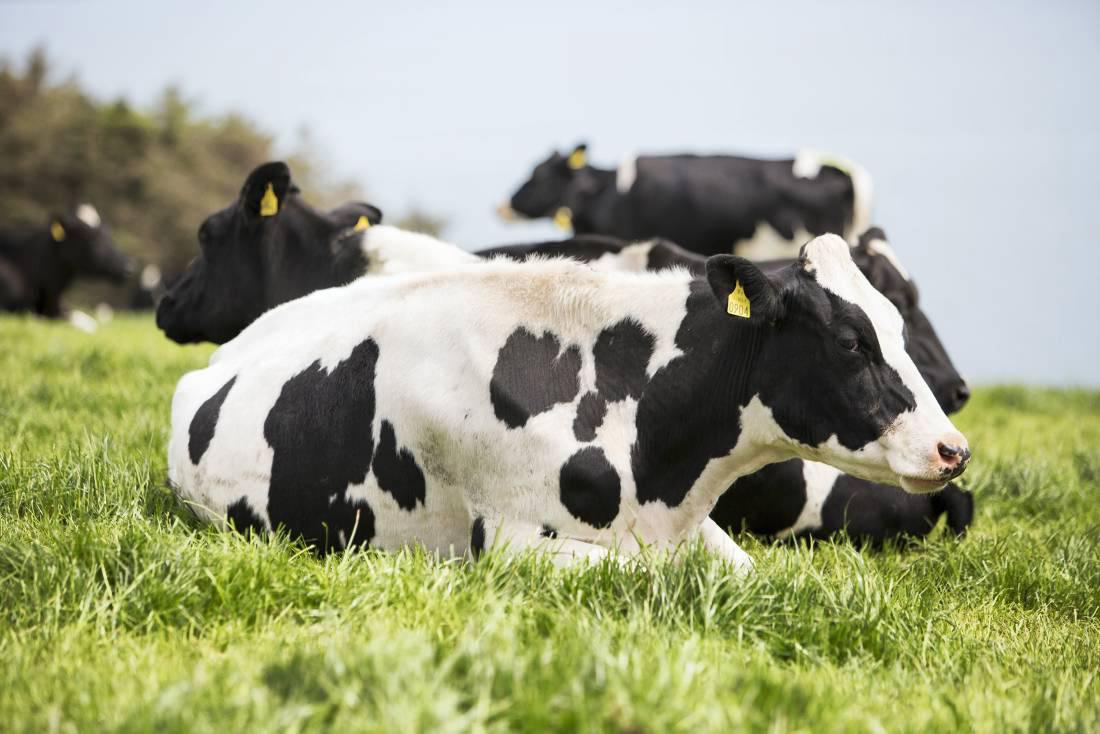Farmer writes: Autumn GENE program needed for winter milk Farmer writes: Autumn GENE program needed for winter milk