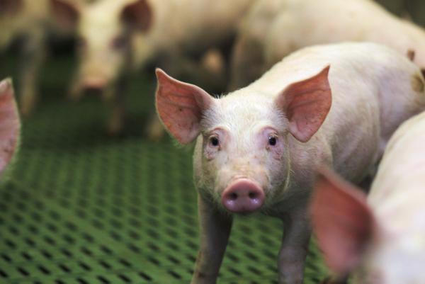 Pig disease reaches European shores
Pig disease reaches European shores