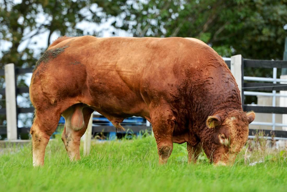 Northern Ireland butcher enjoys shopping trip to Elphin Northern Ireland butcher enjoys shopping trip to Elphin