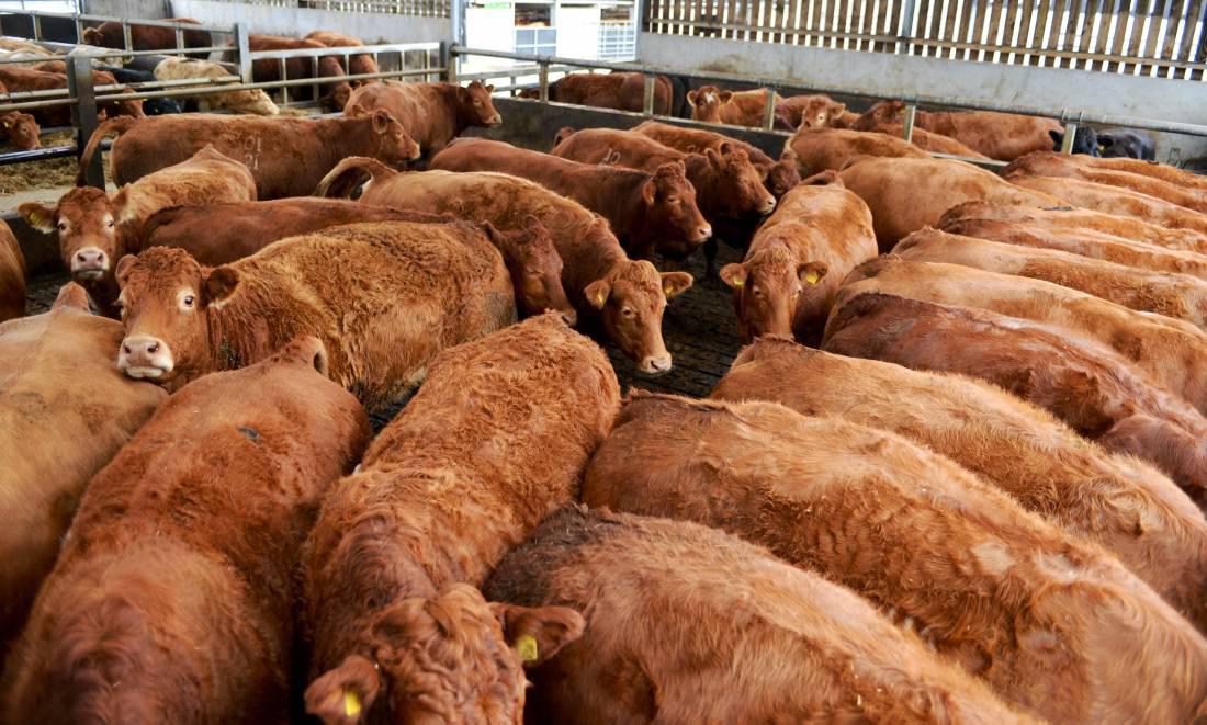 Northern Ireland butcher enjoys shopping trip to Elphin Premium