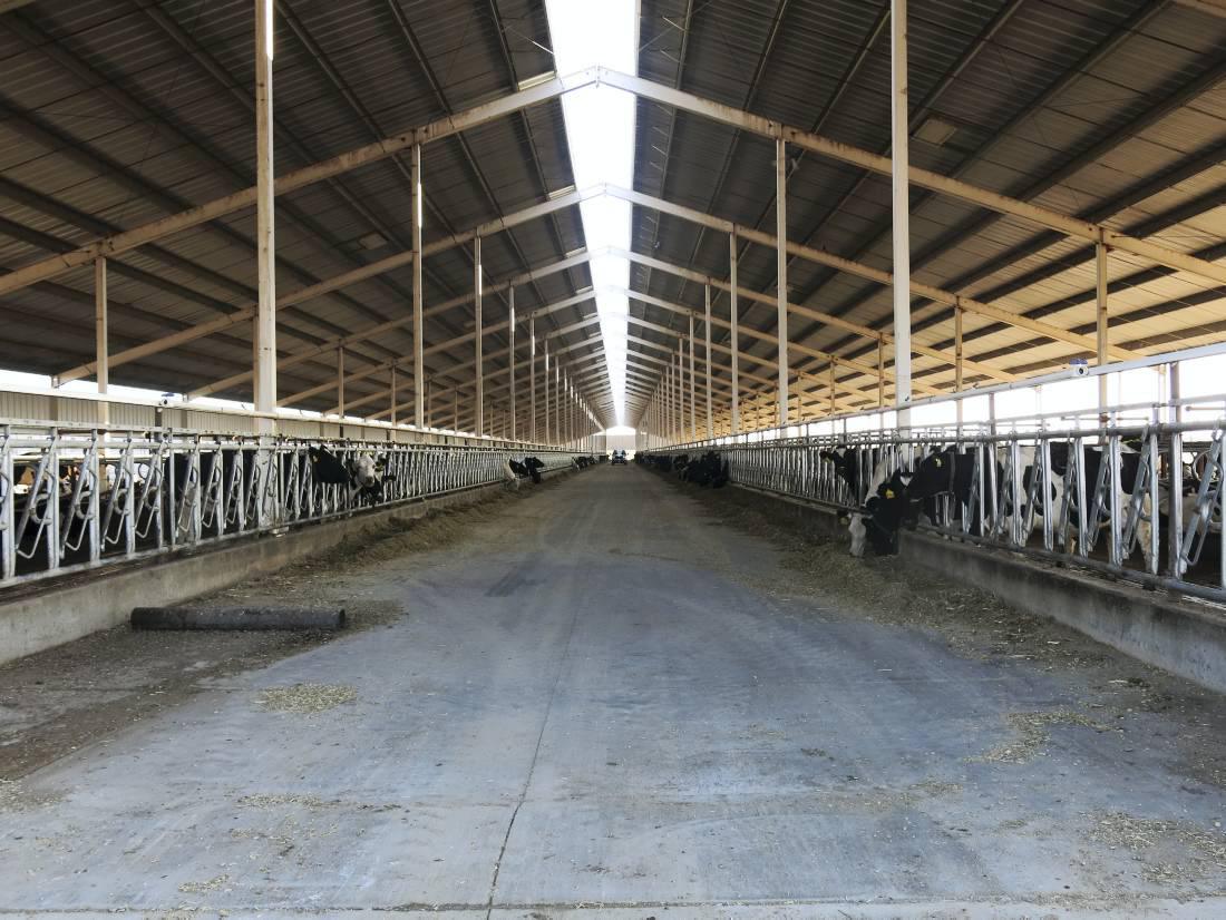 US dairy farmers enjoy fantastic year US dairy farmers enjoy fantastic year