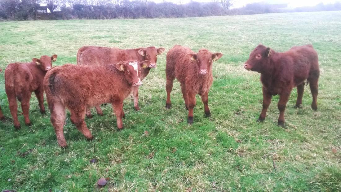 Farmer writes: Planning for 2015 Farmer writes: Planning for 2015