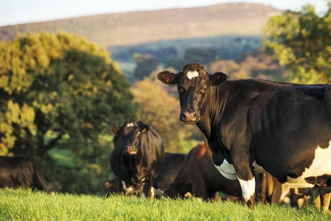 British dairy co-op delays milk payment by two weeks British dairy co-op delays milk payment by two weeks