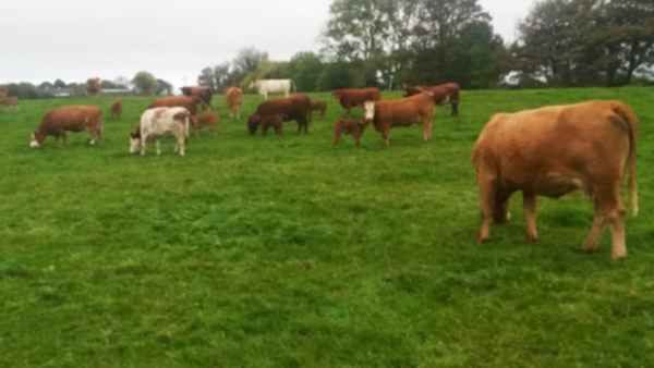 Northern View - Cattle and Hogget quotes Northern View - Cattle and Hogget quotes