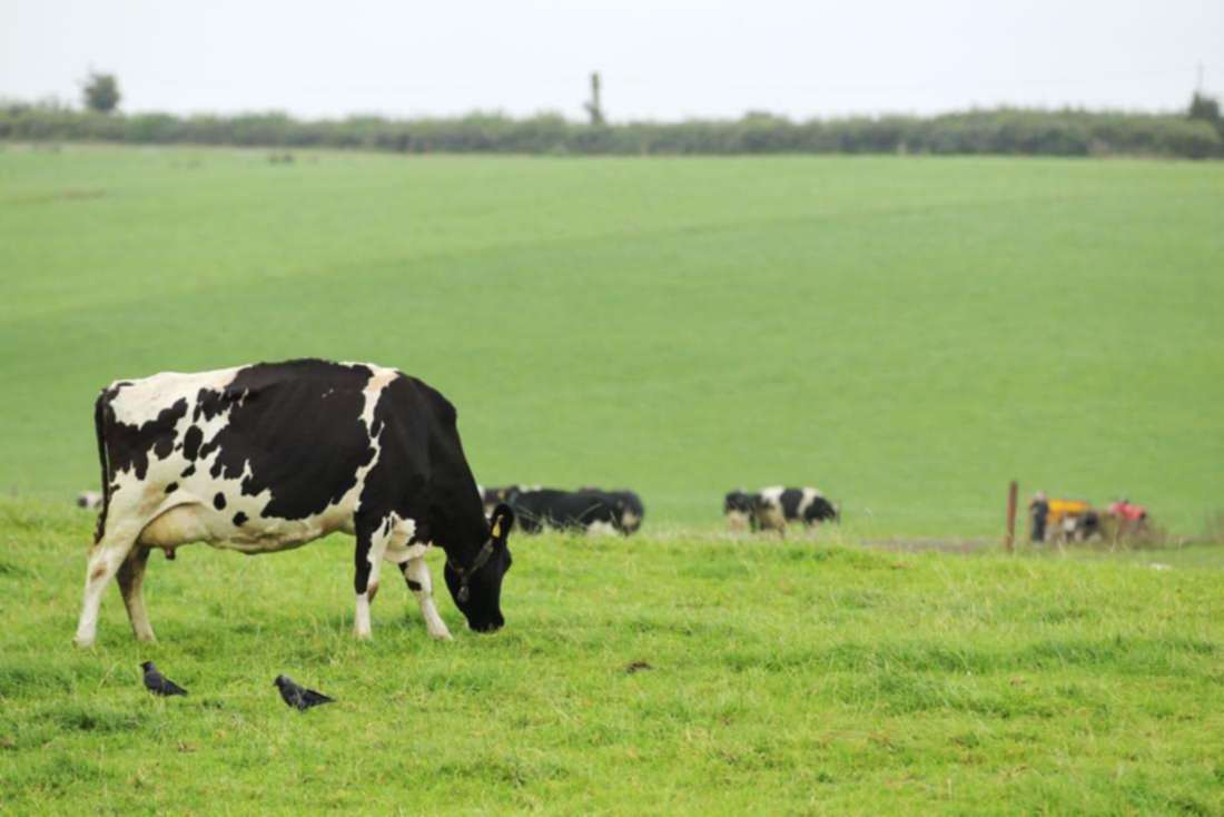 This week's dairy management notes This week's dairy management notes