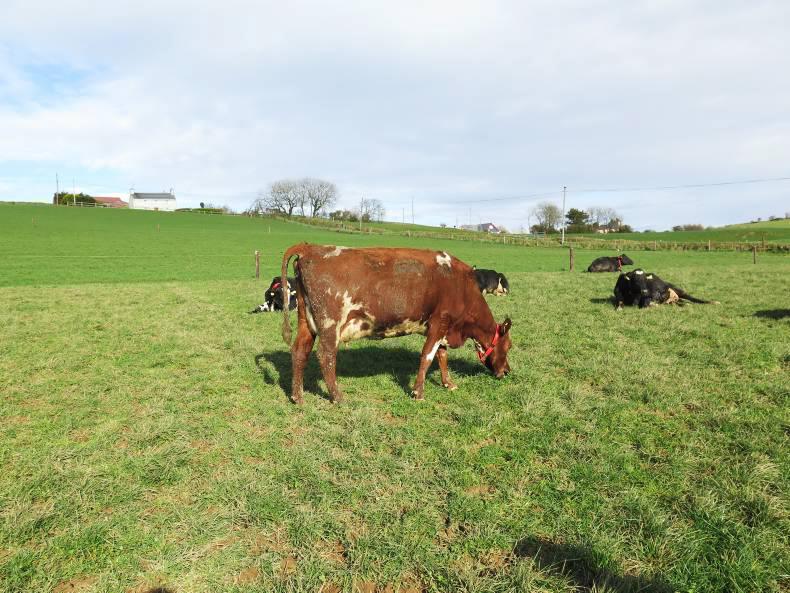 Can three-way crossing deliver? Can three-way crossing deliver?