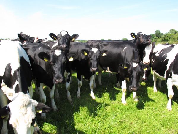 Dairy management: Grazing conditions and how to avoid calf sickness on the farm Dairy management: Grazing conditions and how to avoid calf sickness on the farm