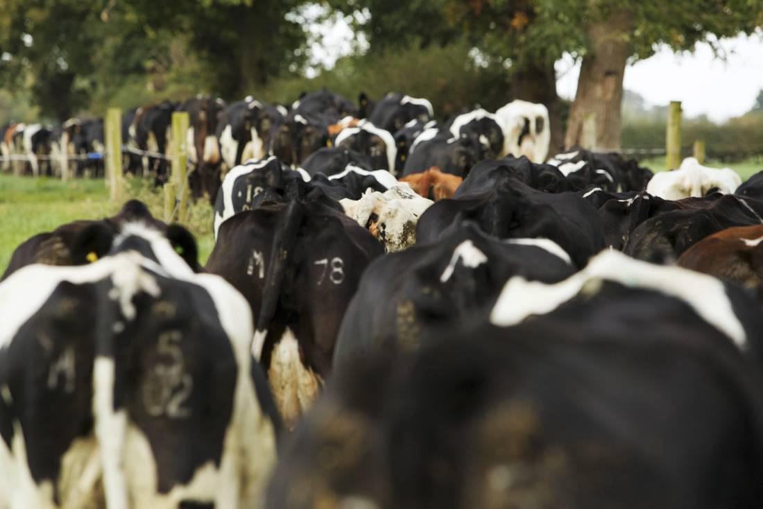 EU officials do not expect milk surge in 2015 EU officials do not expect milk surge in 2015