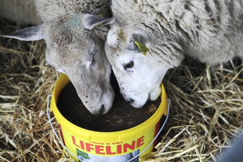 Finished lambs in tight supply Finished lambs in tight supply