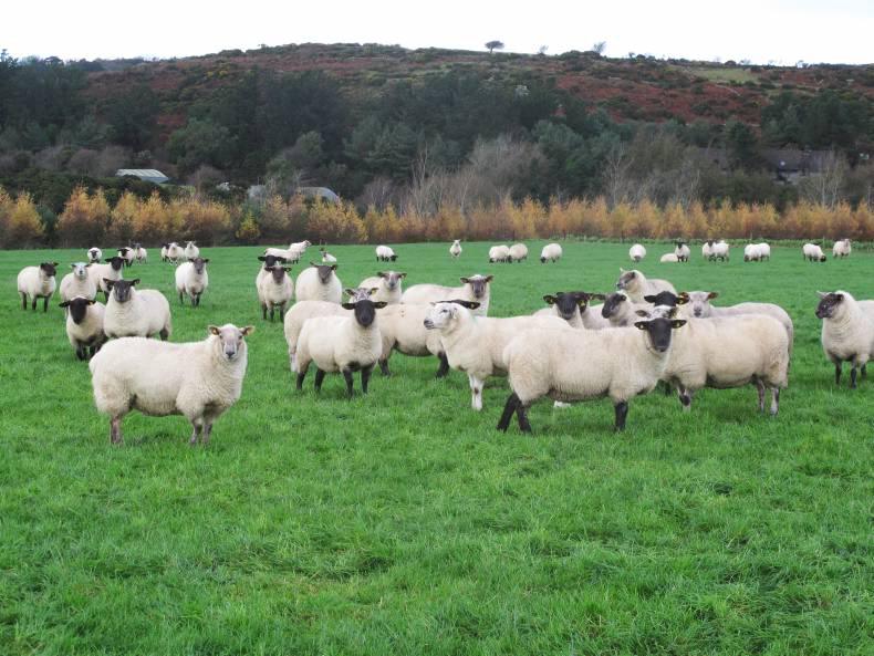Green grass, green gas - an examination of biomethane in Ireland Green grass, green gas - an examination of biomethane in Ireland