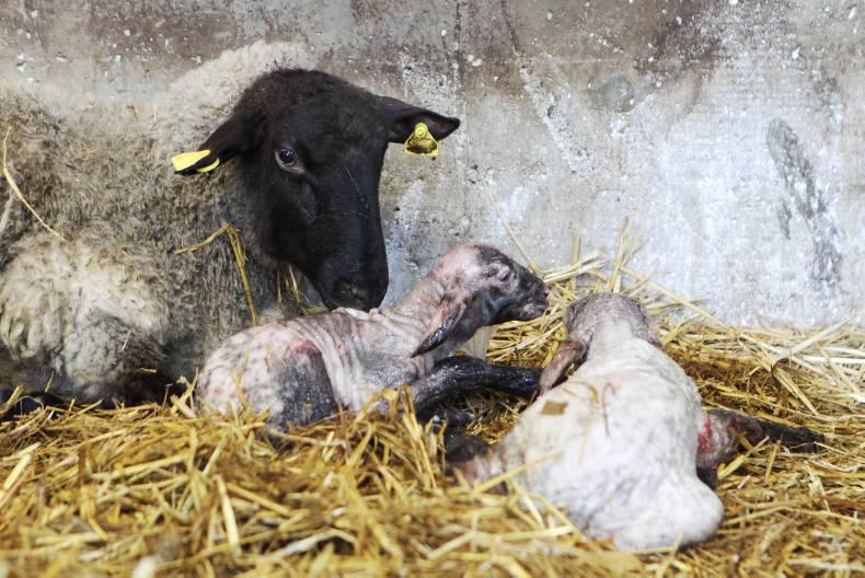 Managing ewes and minimising losses after lambing Managing ewes and minimising losses after lambing