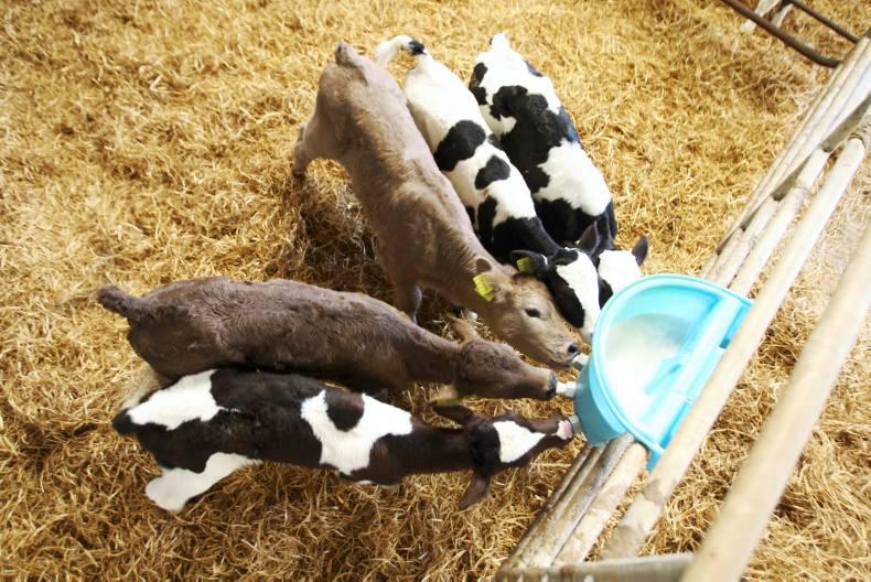 Managing the diet change from whole milk to milk replacer Managing the diet change from whole milk to milk replacer