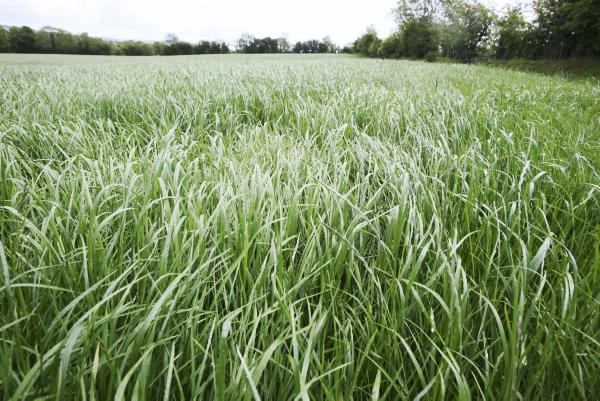 Avoid the late rush with 2015 SAF Avoid the late rush with 2015 SAF