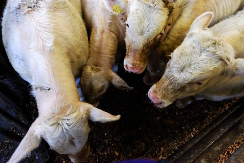 Analysis: TTIP - Threat or opportunity for beef? Analysis: TTIP - Threat or opportunity for beef?