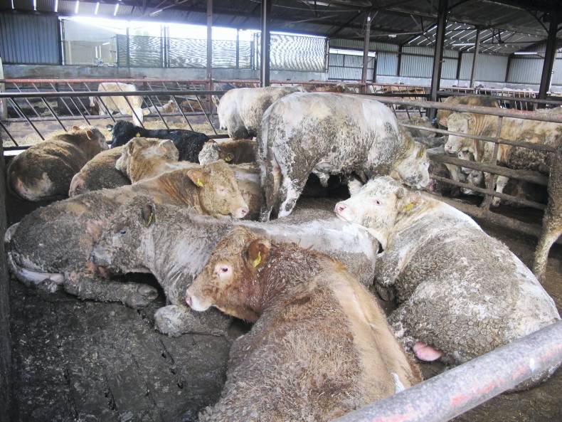 Tighter calving periods reduce labour Tighter calving periods reduce labour