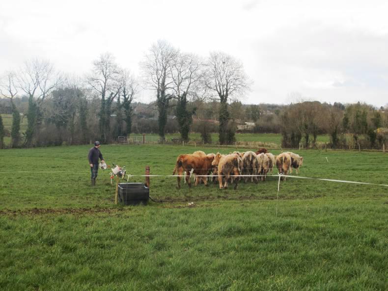 Tighter calving periods reduce labour Tighter calving periods reduce labour
