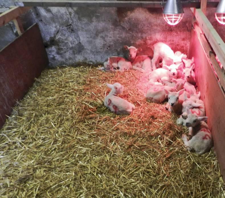 Diary of a work experience student: Learning about lambs Diary of a work experience student: Learning about lambs