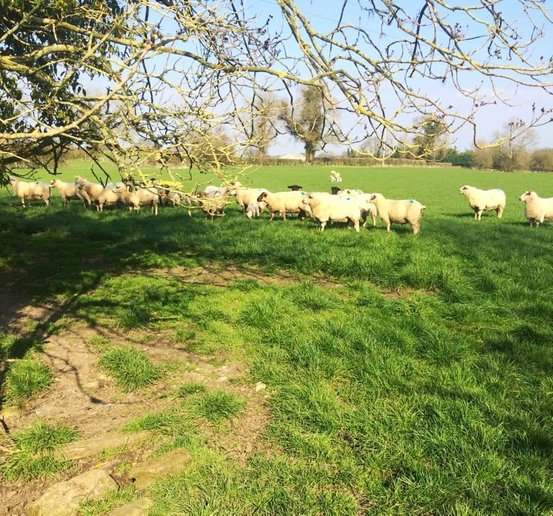 Diary of a work experience student: Sheep placement comes to an end Diary of a work experience student: Sheep placement comes to an end