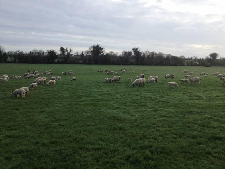 Farmer writes: Grass is growing and lambing is going well Farmer writes: Grass is growing and lambing is going well