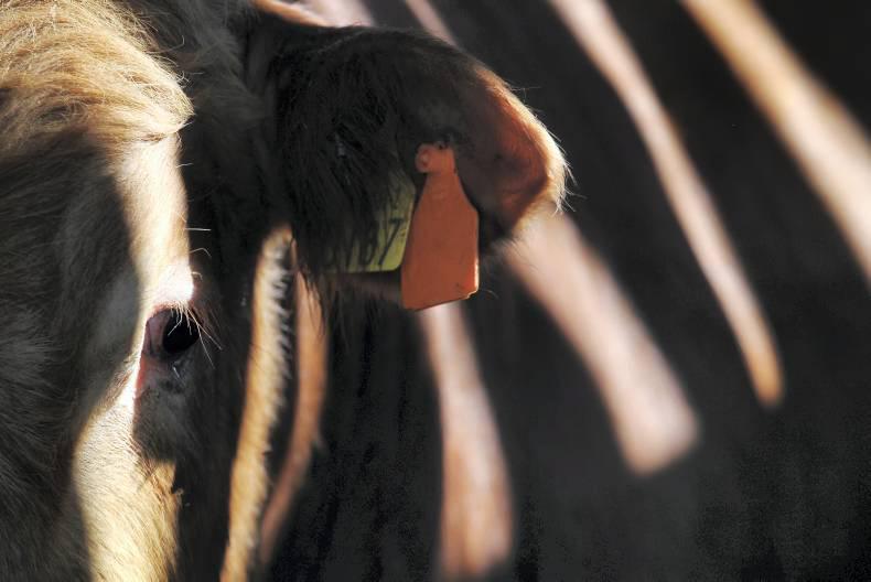 Latest arrests remind us horsemeat issue still an issue in Europe Latest arrests remind us horsemeat issue still an issue in Europe