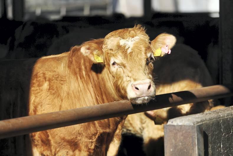 Beef and lamb produced in Scotland to benefit from €1.2m EU fund Beef and lamb produced in Scotland to benefit from €1.2m EU fund