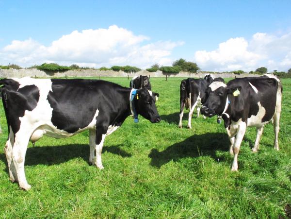 GDT index falls to six-year low GDT index falls to six-year low