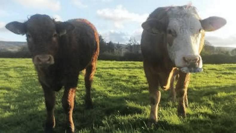 Farmer writes: New schemes and their challenges
Farmer writes: New schemes and their challenges