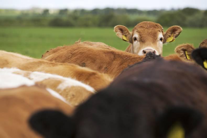 Journal Vet: Looking at the warts and all Journal Vet: Looking at the warts and all