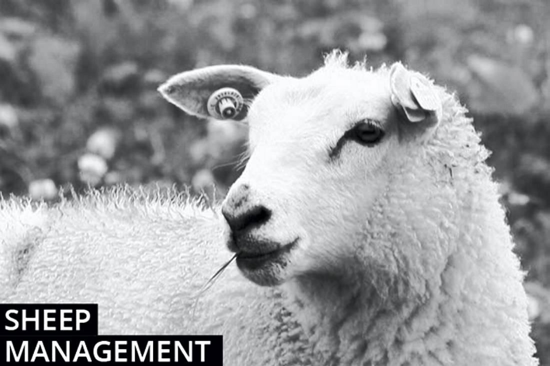 Sheep Farming Management Notes Sheep Farming Management Notes