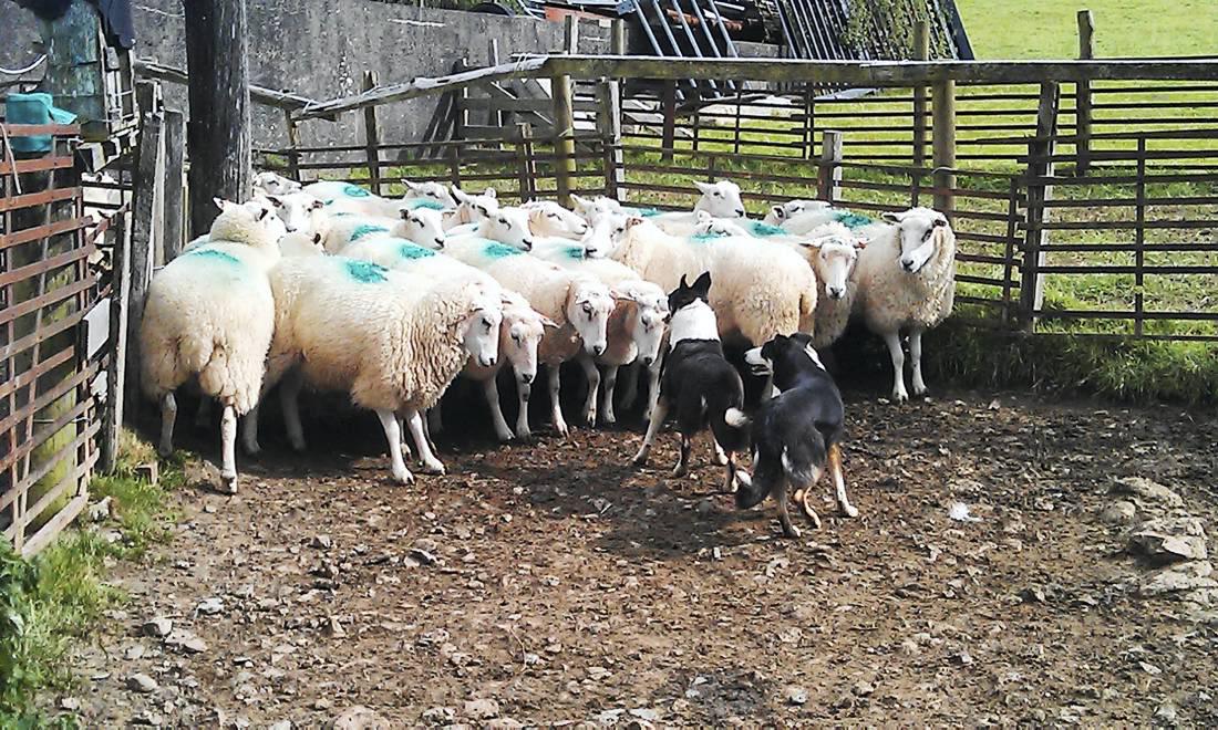 The latest agricultural jobs in Ireland and abroad 30 November 0001 Free