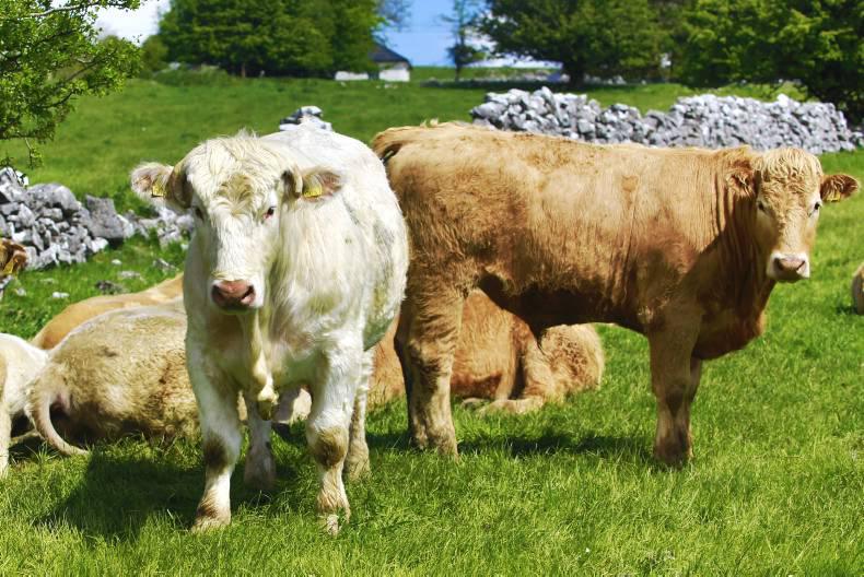 Where do our live cattle go? Where do our live cattle go?