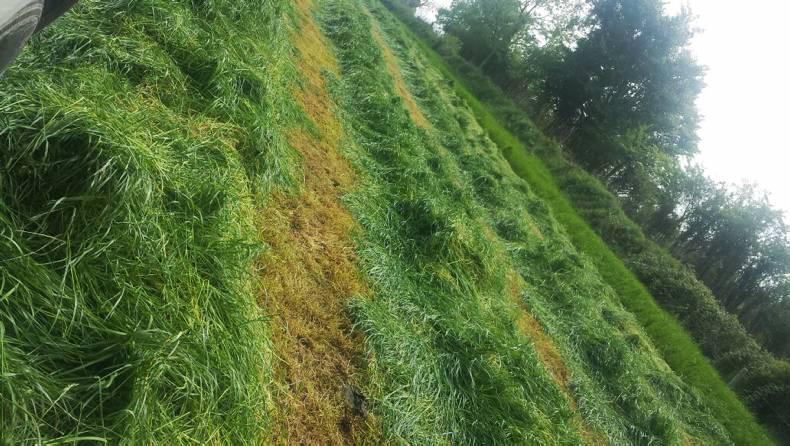 Dairy management: Grass growth up and silage being cut Dairy management: Grass growth up and silage being cut