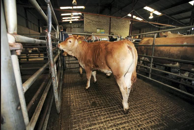 Mart trade: Numbers and quality dropping Mart trade: Numbers and quality dropping