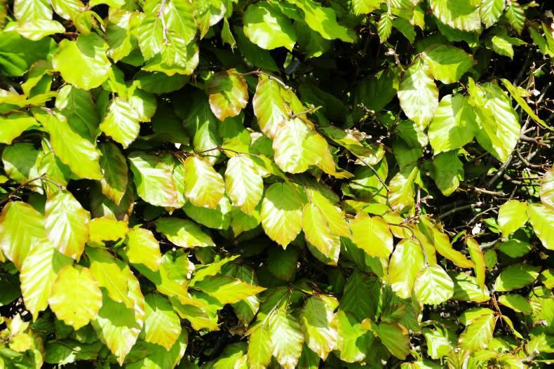 Mountain clematis - reliable and easy to grow Mountain clematis - reliable and easy to grow