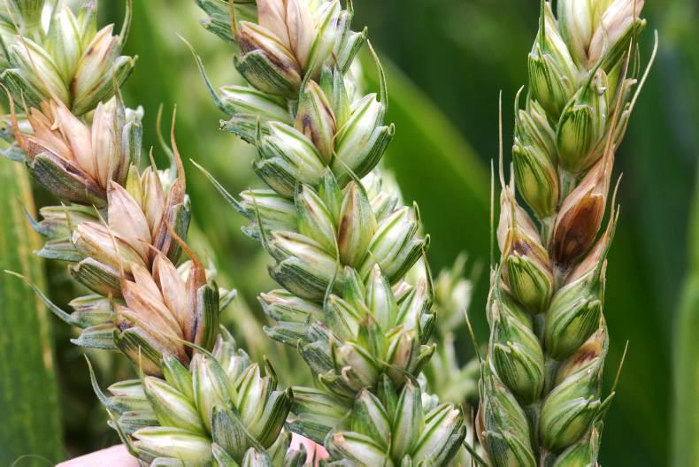 T3 on Winter wheat: The what, when, why T3 on Winter wheat: The what, when, why