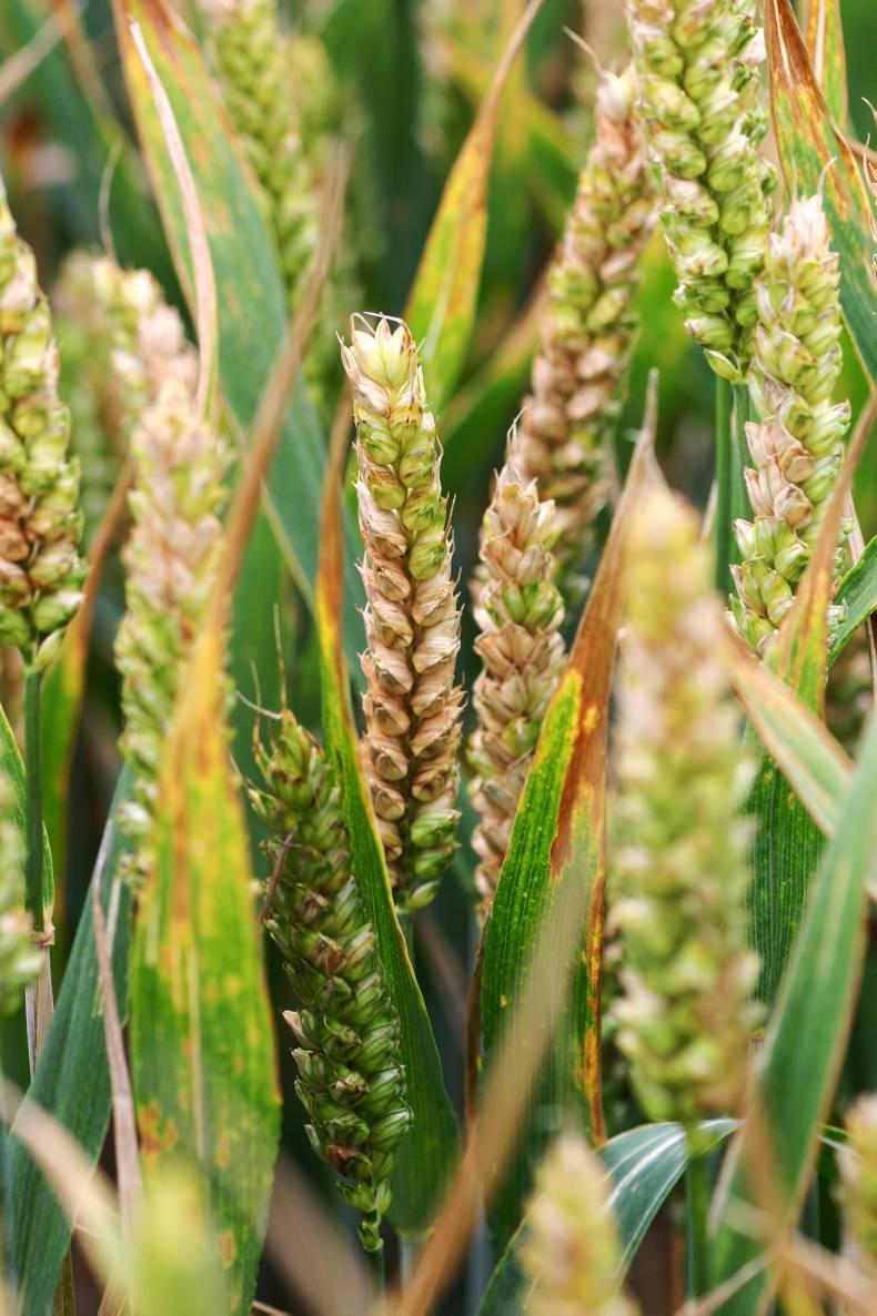 T3 on Winter wheat: The what, when, why T3 on Winter wheat: The what, when, why