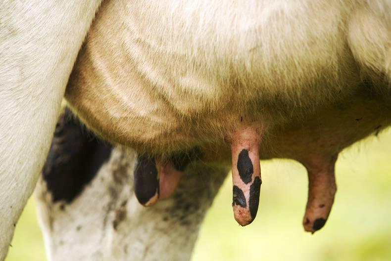 Scientists develop lab grown milk Scientists develop lab grown milk