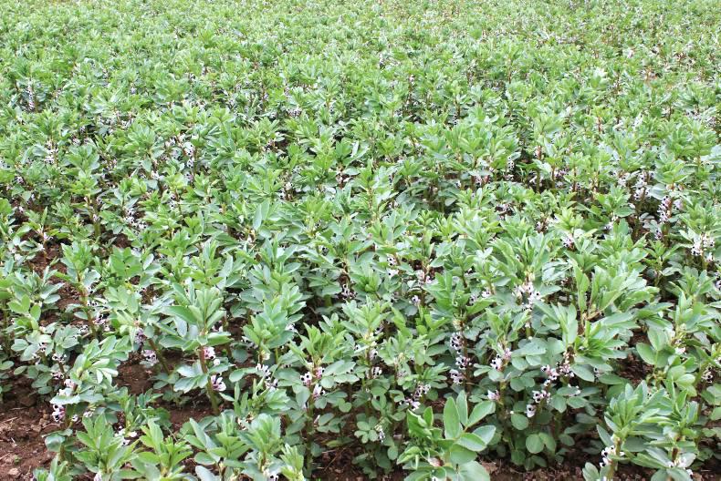Targeting profit not yield from crops Targeting profit not yield from crops