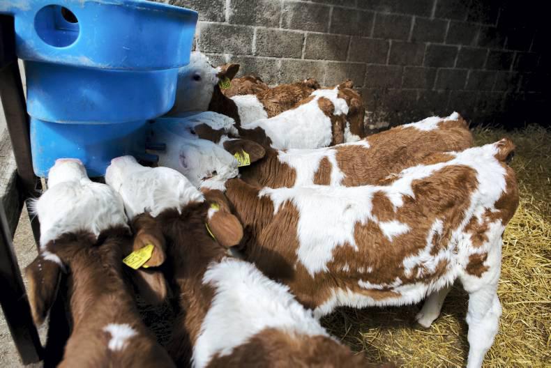 Blade Farming model integrates beef production Blade Farming model integrates beef production