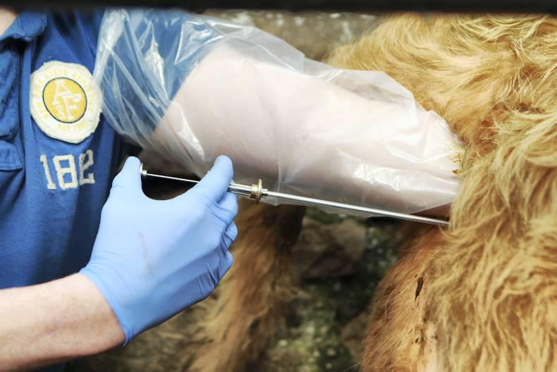 6,000 straws of Maternal beef bulls ordered 6,000 straws of Maternal beef bulls ordered