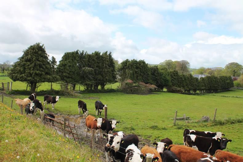 Wicklow farm averages €14,800/acre Premium