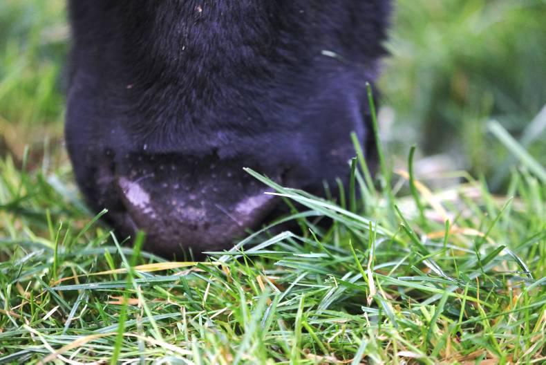 Six cattle stolen from Cork farm Six cattle stolen from Cork farm