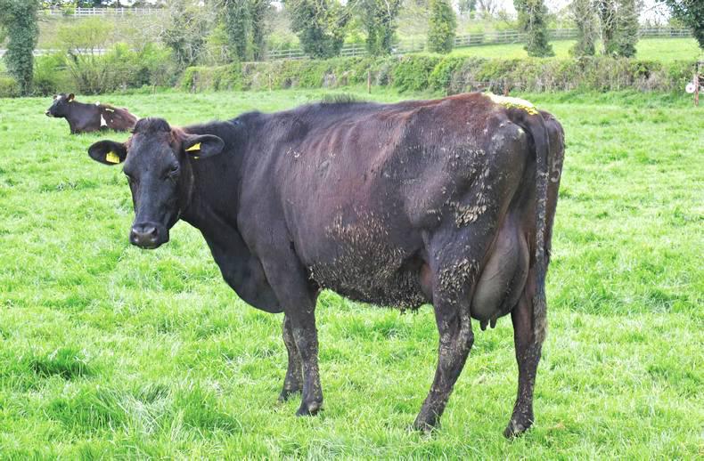 Dairy Know How Big Months For Managing Grass Quality And Quantity