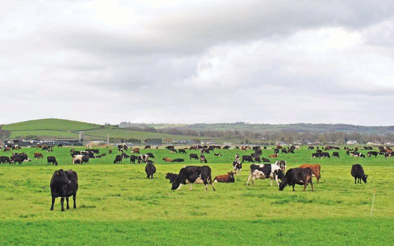 Dairy Know How Big Months For Managing Grass Quality And Quantity