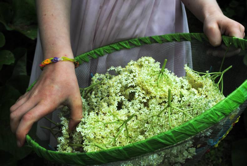 In season: Elderflower cordial In season: Elderflower cordial