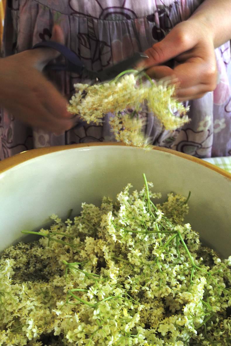 In season: Elderflower cordial In season: Elderflower cordial