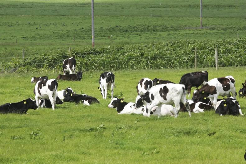 Potential in early dairy bred calf to beef systems Potential in early dairy bred calf to beef systems